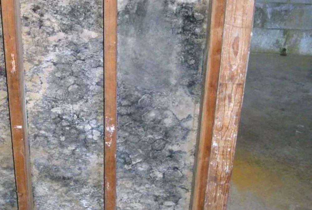 Why You Should Receive Mold Air Quality Testing This Summer