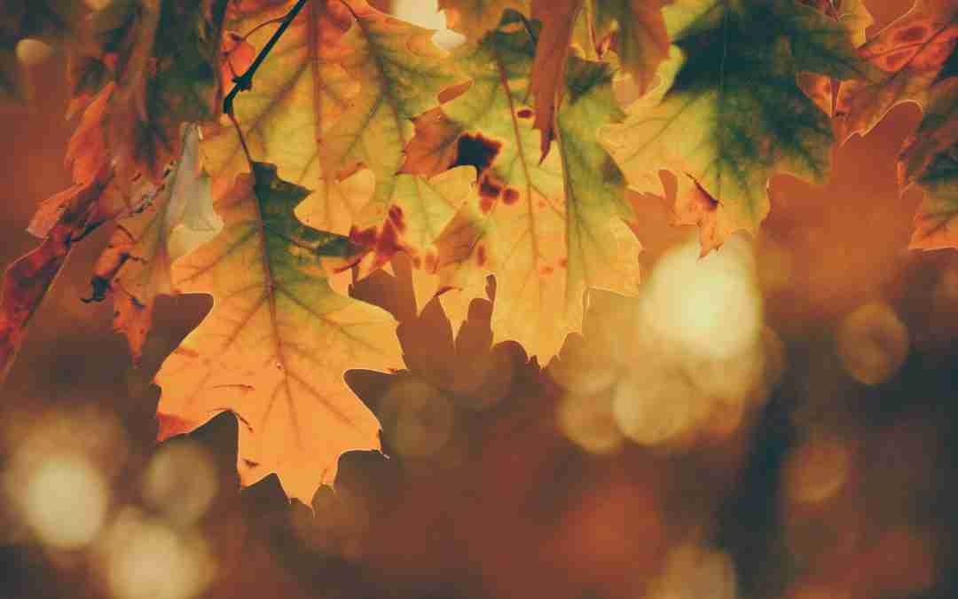 Get Your Home Fall-Ready with Top Maintenance Tips